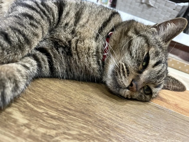 ダウンロード (4)