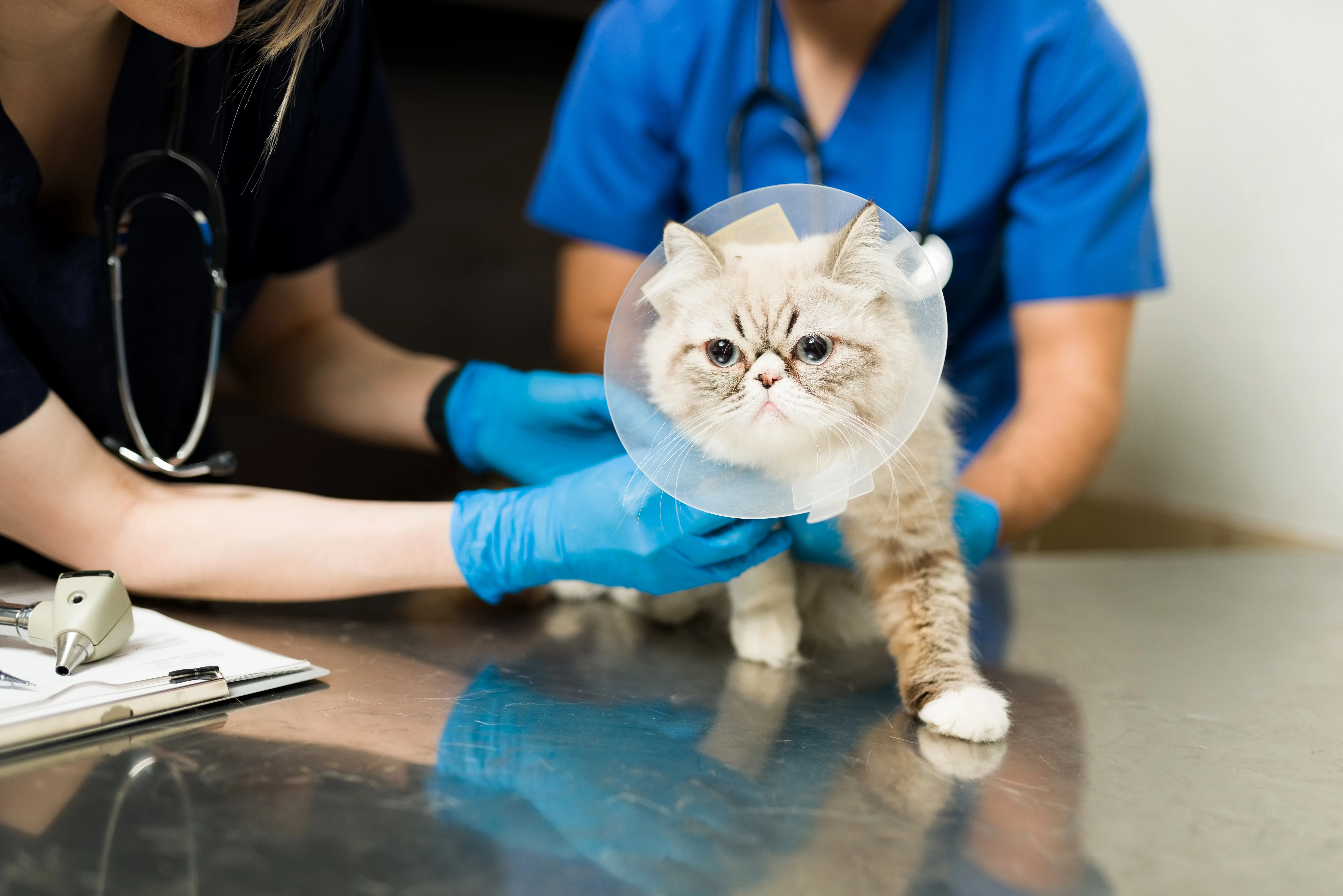 猫の健康を第一に考える<br />専門的な治療で安心を提供