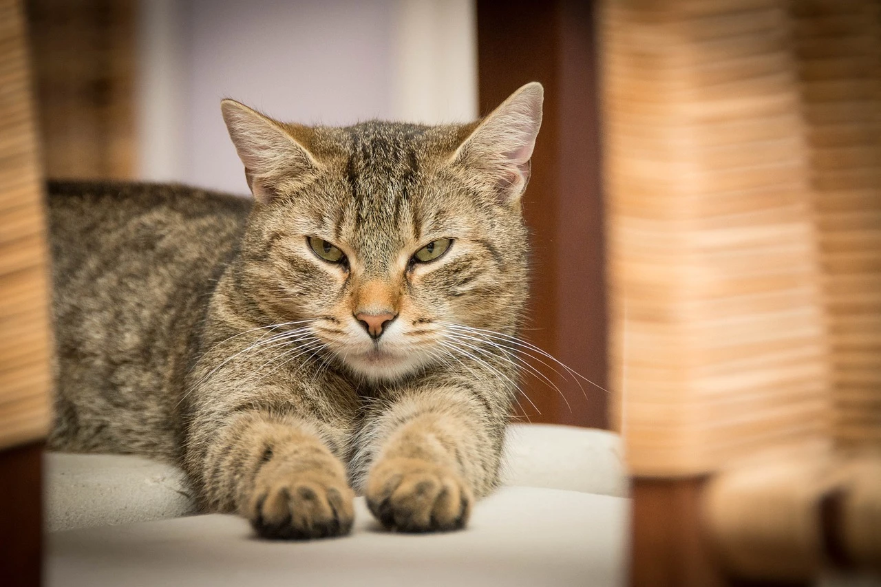 猫の病気と治療法